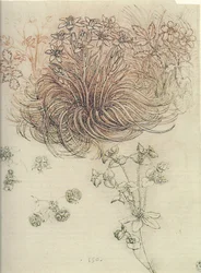 Ornithogalum (Stern von Bethlehem)